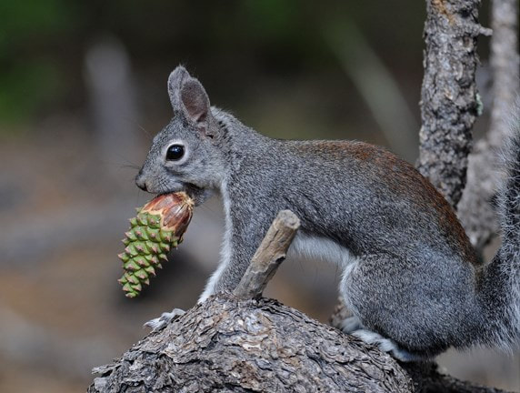 Image of an Abert's squirrel with a pinecone.